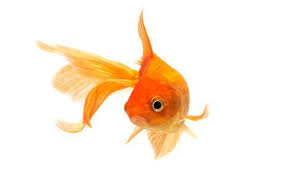 goldfish